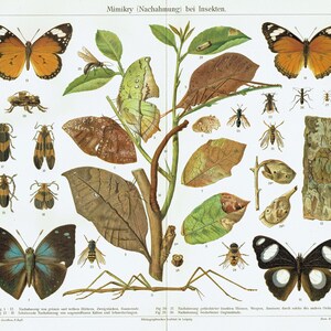 1903 - Vintage Butterflies Print Original Antique Insect Lithograph Moth print Beetle Wall Art Vintage Entomology Artwork Bugs Lovers Gift