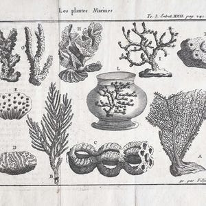 1735 Antique Sea Plants Engraving Antique Algae Print Vintage Marine Botany Art 18th Century Natural History, Kelp, Coralina, Fucus
