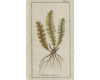 1796 ASPLENIUM CETERACH, helecho - grabado botánico original, arte de pared, impresión antigua del siglo 18, coloreado a mano