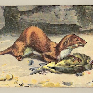Stampa di faina del 1907, arte murale di faina d'epoca, decorazione rustica per la casa, arte murale antica della fauna selvatica per regalo, decorazione murale del lodge, regalo di cabina