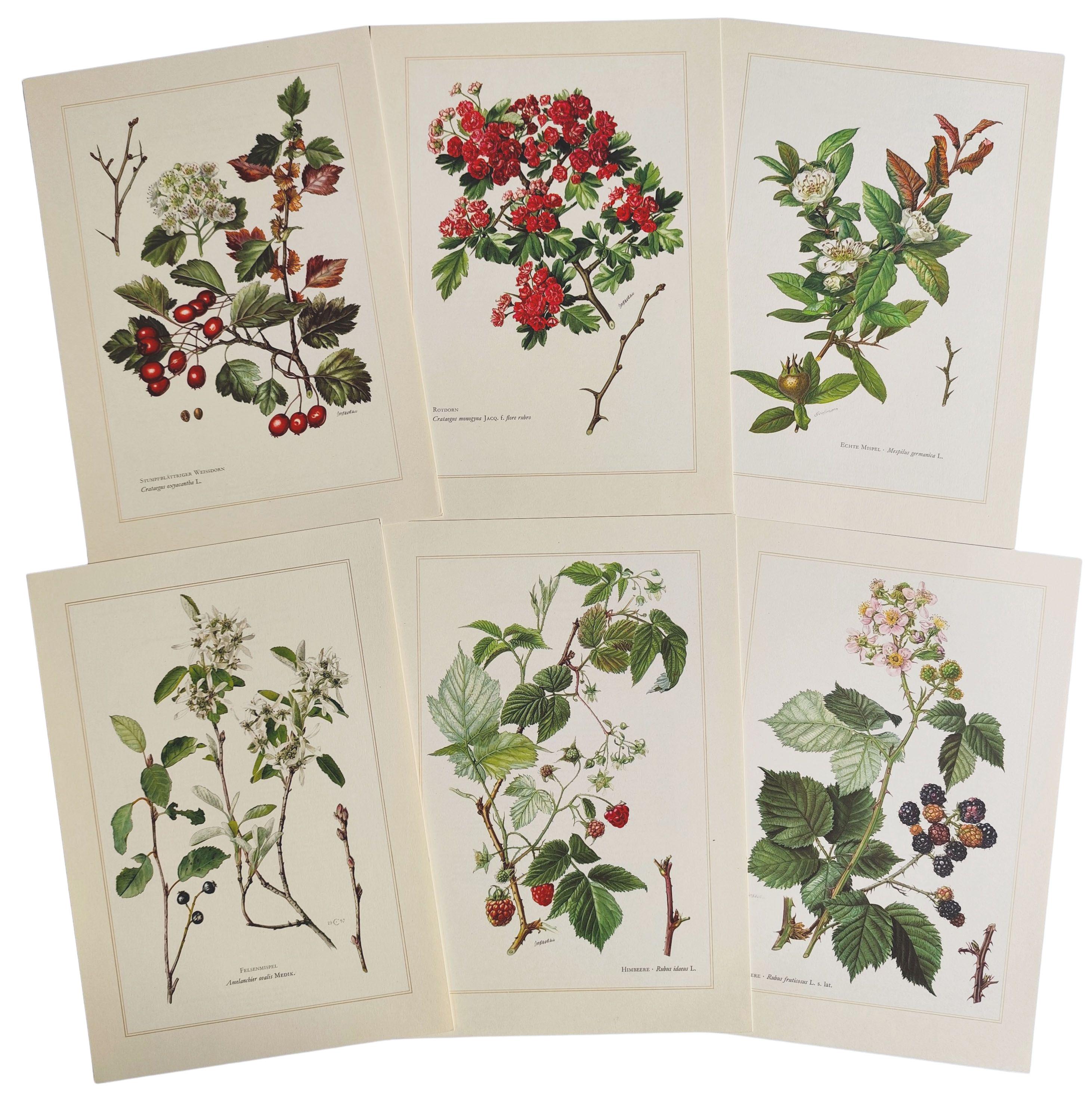 1958 SET of 6 Vintage Botanical Prints Rustic Farmhouse Wall Art ...