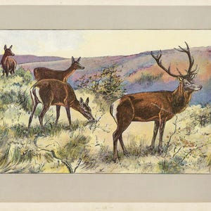Stampa di cervo rosso del 1907, decorazione vintage della fauna selvatica, arte murale antica di cervo per regalo, decorazione murale rustica di cervo, regalo di capanna di caccia, opera d'arte di storia naturale