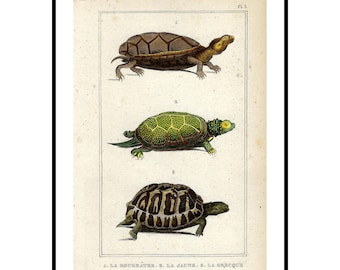 1836 Terrestrial Turtles Antique Print Vintage Tortoises French Engraving Gift Antique Turtles Wall Art Hand Colored Print Natural History