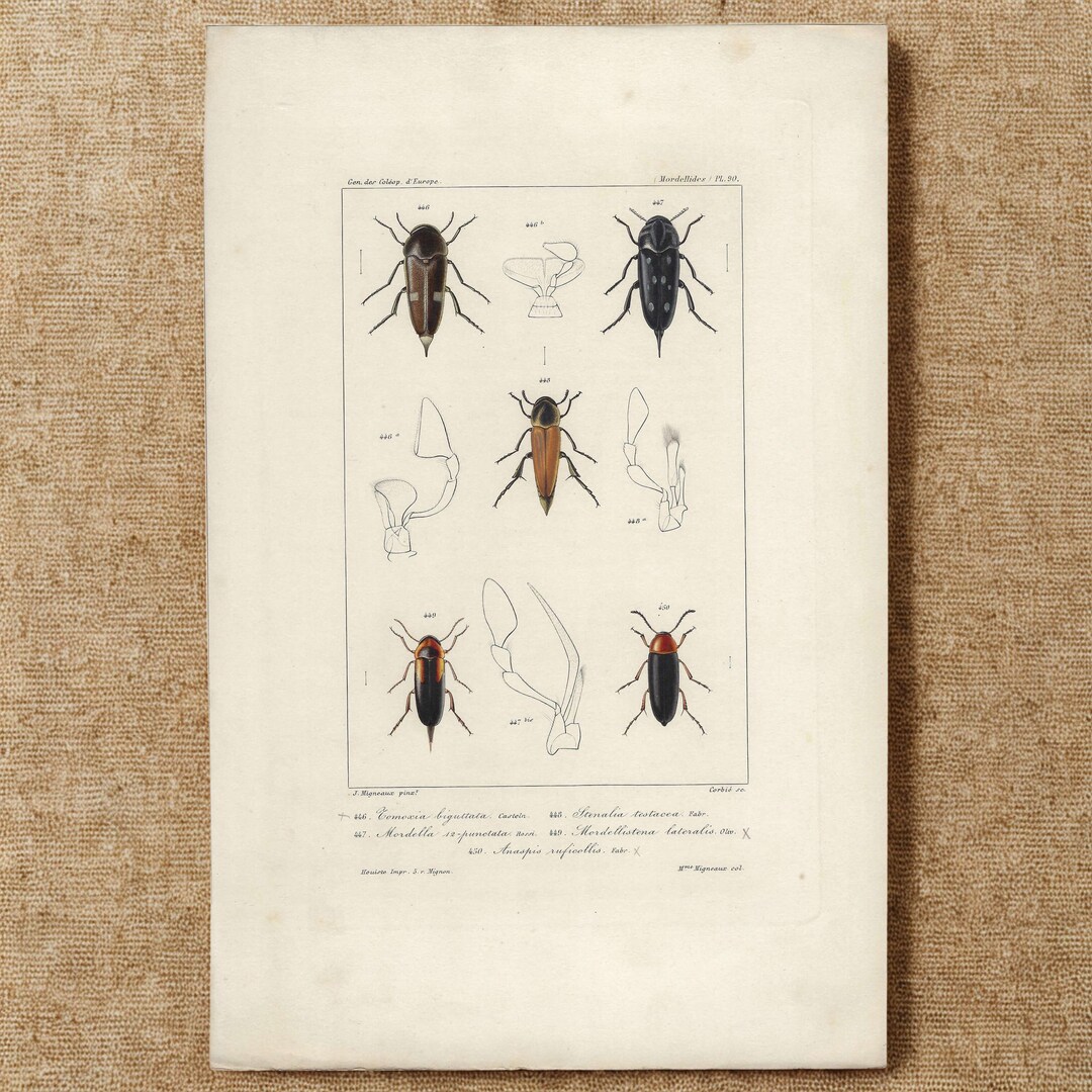 1859 - Antique Beetles Print Vintage Bugs Print Entomology Lovers Gift ...