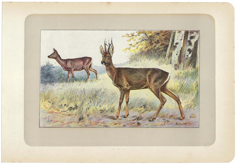 1907 Vintage Roe Deer Print Wildlife Decor Antique Hunting Wall Art ...