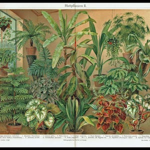 Litografia antica del 1903 di PIANTE A FOGLIE Stampa botanica Poster botanico antico Decorazione da parete verde Piante per la casa Arte Arte da parete botanica Fiori