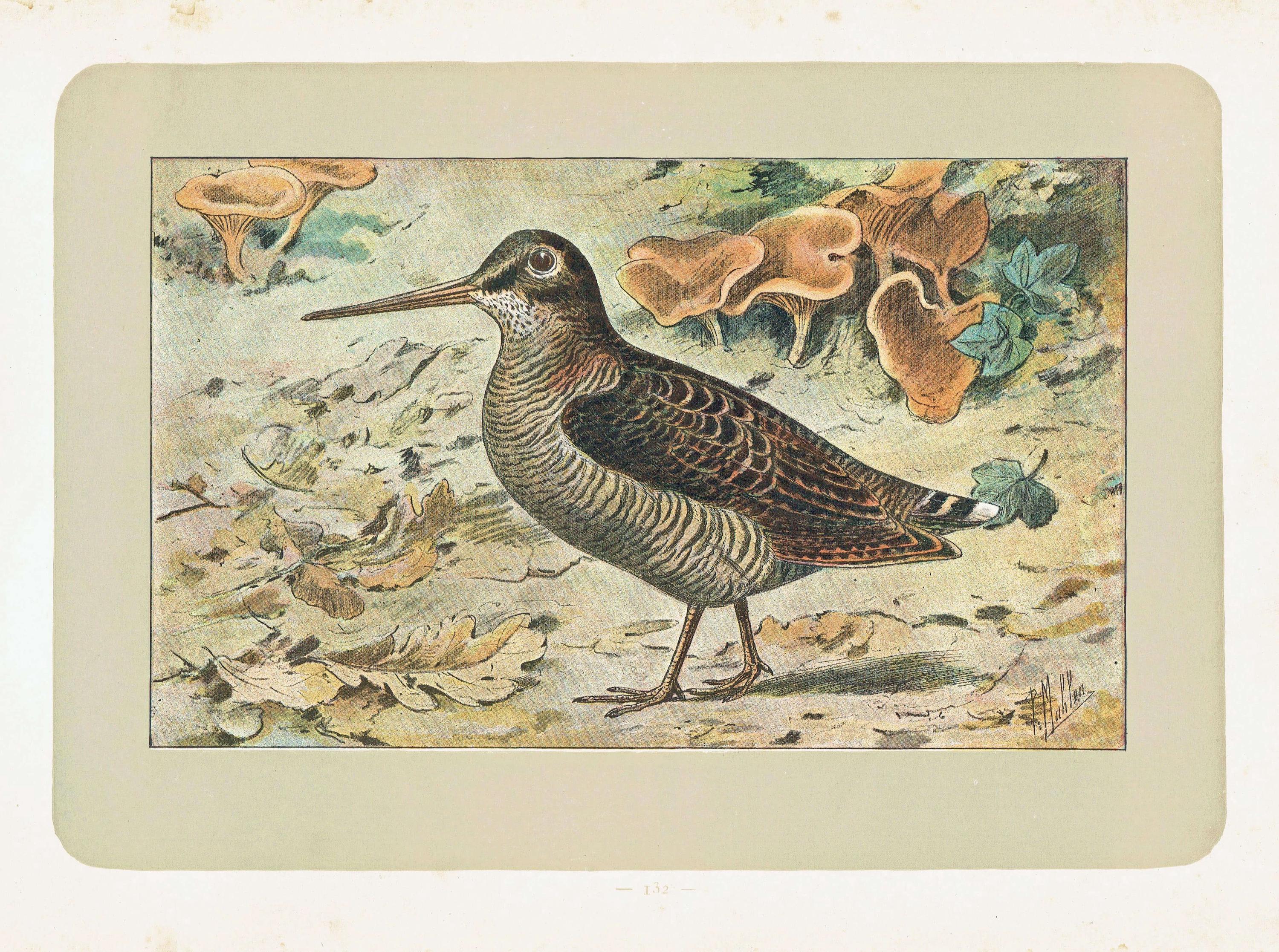 1907 Antique lithograph of a Woodcock Vintage Bird Print Gallery Wall Birdwatching Decor