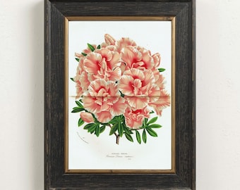 Impresión botánica vintage de flor de azalea antigua de 1873. Arte mural de jardinería. Decoración floral para el hogar. Arte victoriano antiguo.