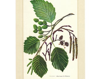 Stampa di ontano grigio del 1959, illustrazione botanica di albero, arte murale vintage, decorazione rustica naturale, regalo per ingresso per giardiniere, amante delle piante o stile cottage