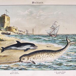 Stampa vintage di narvalo e delfino del 1886, antica stampa murale di vita marina, stampa vintage di mammiferi marini, decorazione originale per casa sulla spiaggia, cottage estivo