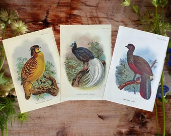 1896 Antique Pheasants Prints Set Vintage Game Birds Wall Art Hunting Cabin Decor Art Gift for Hunters