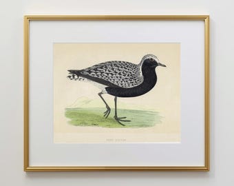 アンティークプリント「ミヤマガラス」 - 1891年 - イギリスの鳥 - 手 