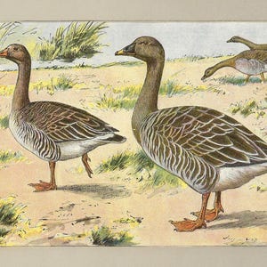 1907 Stampa di oca selvatica Uccelli d'epoca Litografia Uccelli acquatici Uccelli Arte murale Ornitologia Arredamento per la casa Uccelli da gioco antichi Stampa L'Oie Cendrée