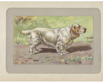 1907 Antique Clumber Spaniel Dog Print For Rustic Wall Decor Or Vintage Pet Art Gift, Sporting Breed Illustration For Dog Lovers or Owners