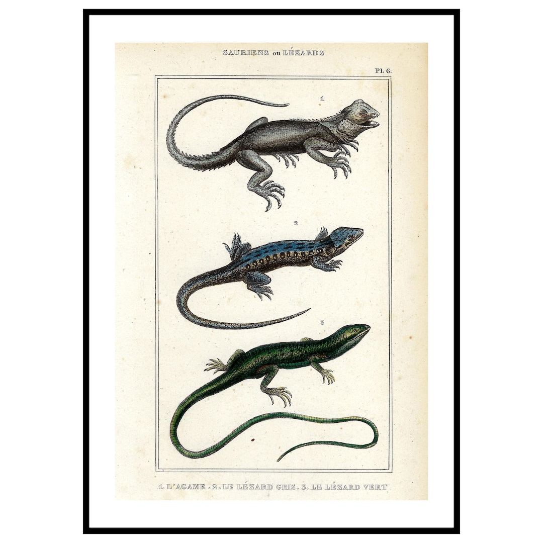1836 Vintage Lizard Engraving Antique Reptile Print Hand Colored ...