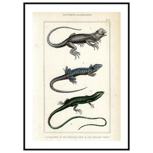 Antike Eidechsen-Gravur von 1836, handkolorierter Reptiliendruck, naturkundliches Wanddekor, Geschenk für Sammler