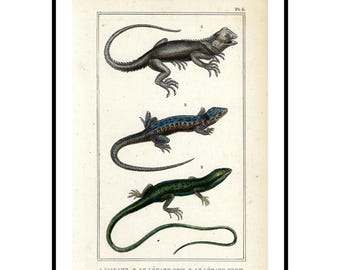 Grabado antiguo de lagarto de 1836. Impresión de reptil antigua coloreada a mano. Decoración de pared de historia natural. Regalo para coleccionistas.