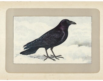 1907 LARGE CROW, Corvus corax, bird print, bird lithograph, wall art, bird decor, corvid, over 115 years old