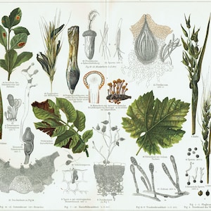 Impression botanique ancienne de 1897, Lithographie antique de phytopathologie, phytopathologie, impression botanique, plantes pathogènes, jardinage, décoration d'intérieur