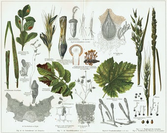 Lámina botánica antigua de 1897. Litografía antigua de PLANTAS PATOLOGÍA FITOPATOLOGÍA. Lámina botánica. Plantas patógenas. Jardinería. Decoración del hogar.
