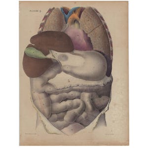 1854 - Stampa anatomica antica, stampa vintage di anatomia umana, stampa medica da parete, opera d'arte di fisiologia, poster vintage di anatomia, decorazione da parete del corpo umano