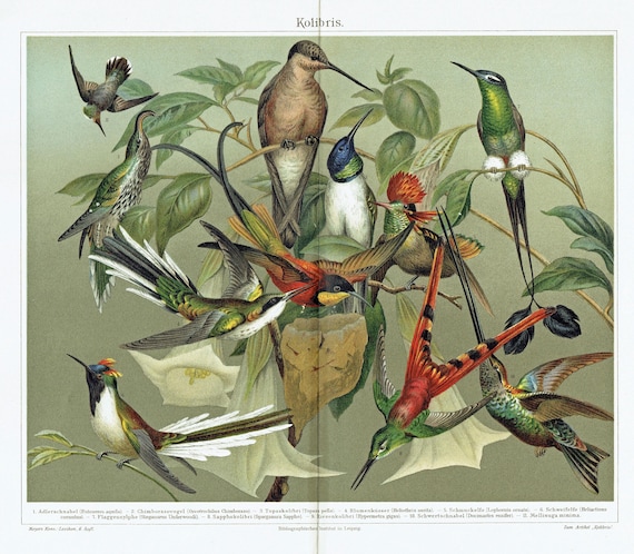 1903年 - ヴィンテージ ハチドリ プリント アンティーク バード