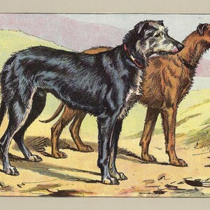 1907年ヴィンテージ ダックスフント 犬プリント TECKEL アンティーク