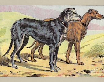 1907年ヴィンテージ ダックスフント 犬プリント TECKEL アンティーク