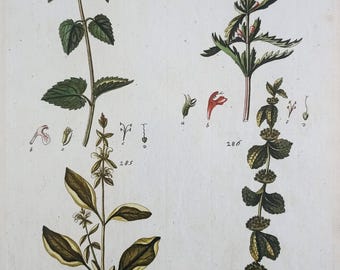Grabado antiguo de flores de 1804, coloreado a mano, botánico, decoración de pared, flores antiguas originales, decoración del hogar, jardinería, arte de pared.