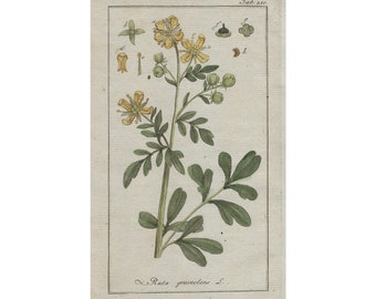 1796 RUTA GRAVEOLENS, Ruda – original botanische Gravur, Wandkunst, antiker Druck aus dem 18. Jahrhundert, handkoloriert