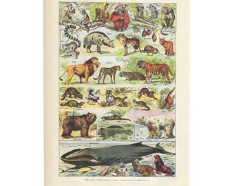 1922 MAMMALS, WILD ANIMALS - Original antique print Larousse - Vintage French illustration - scrappbook decoration