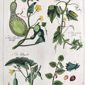1837 Vintage Botanical Print Austrian Natural History Cucurbits Hazel Vine Antique Hand Colored Plant Print Vintage Wall Art Cottage Decor