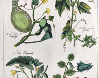 Impression botanique vintage 1837, histoire naturelle autrichienne, cucurbitacées, vigne de noisetier, plante colorée à la main antique, impression vintage, art mural, décoration de chalet