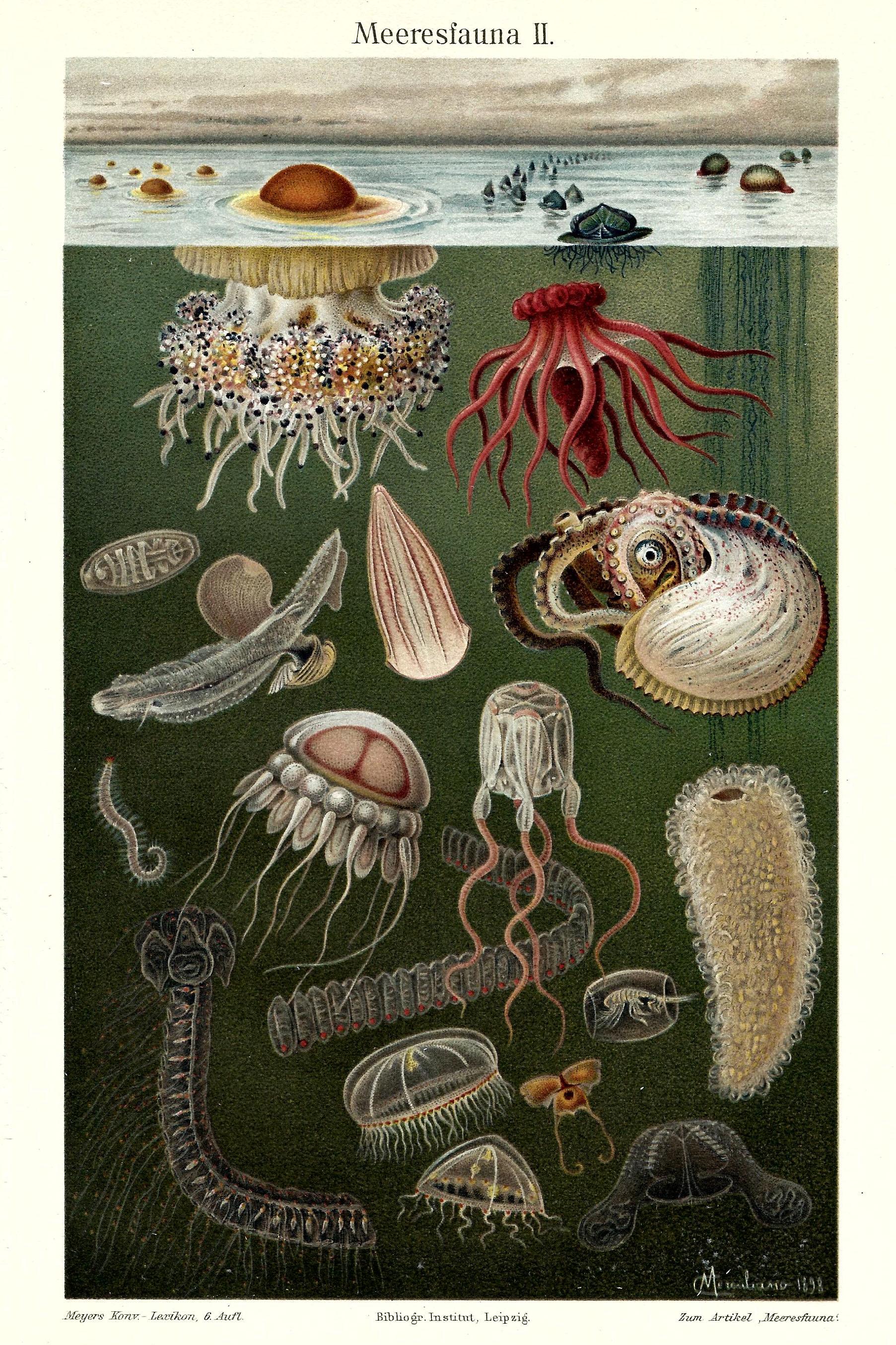 1903 Vintage Sea Life Print Antique Marine Life Wall Art Jellyfish Squid Sea Snail Plankton Ocean Life Lover Print Marine Artwork Home Decor