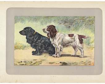 1907 COCKER SPANIEL, hunting dog print, British dog lithograph, dog wall art, pet decor