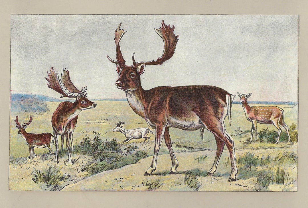 1907 Fallow Deer Print Vintage Wildlife Decor Antique Deer Wall Art for ...