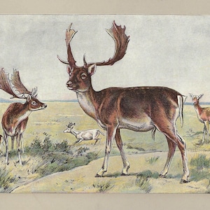 Stampa di daino del 1907, decorazione vintage della fauna selvatica, arte murale di cervi antichi per regalo, decorazione murale rustica di cervi, regalo di capanna di caccia, arte di storia naturale