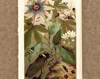 Original 1903 Cicada Print Exotic Insect Passion Flower Lithograph Antique Entomology Botanical Art Vintage Nature Lover Gift