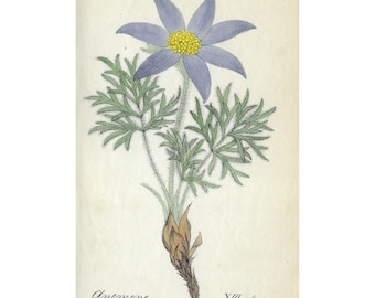 1824 Anemone Halleri Antique Botanical Print Cozy Cottage Wall Art Vintage Floral Gift Country Home Decor