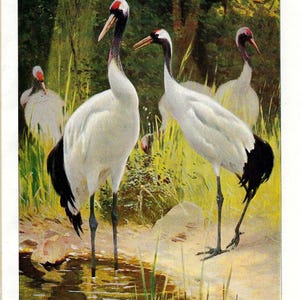1901 Stampa antica di gru, uccelli acquatici, litografia per regalo, arte murale di uccelli, fauna selvatica, uccelli, decorazioni per la casa, decorazione murale di fenicotteri, stampa di uccelli, manciuria