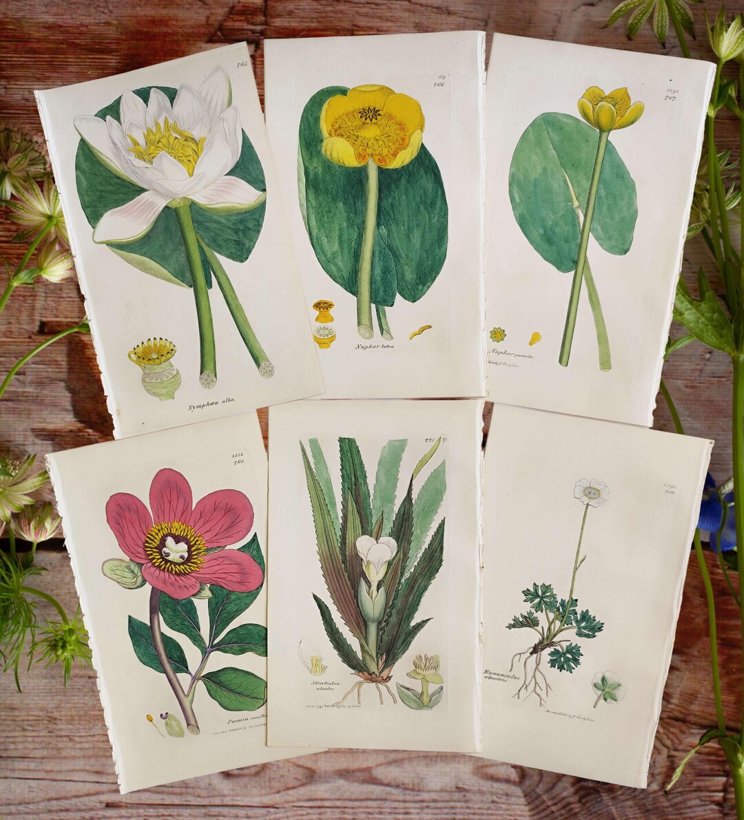 1838 Botanical Prints Antique Flowers Engraving Vintage Flower Lover ...