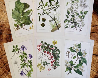 Juego de 6 láminas vintage de arte floral para pared, estilo rústico, decoración campestre, de 1958. Juego de láminas vintage con estampados botánicos y florales.