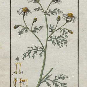 Grabado botánico de la planta con sus flores ANTHEMIS COTULA, Manzanilla hedionda. Grabado de Johannes Zorn, coloreado a mano original y publicado en Ámsterdam por Jan Christiaan Sepp en 1796.