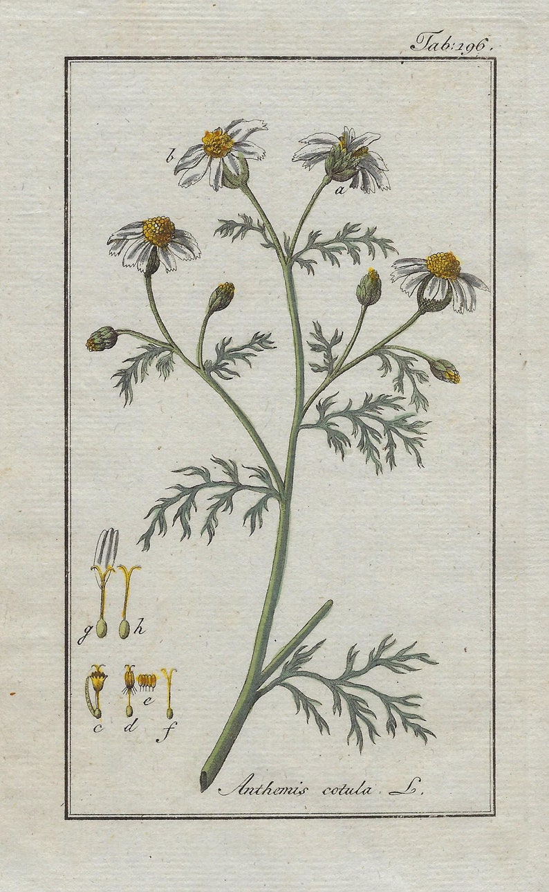 Grabado botánico de la planta con sus flores ANTHEMIS COTULA, Manzanilla hedionda. Grabado de Johannes Zorn, coloreado a mano original y publicado en Ámsterdam por Jan Christiaan Sepp en 1796.