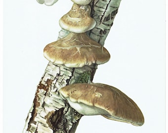 1960 Mushrooms Print Vintage Botanical Wall Art Victorian Mushrooms Illustration Kitchen Decor Vintage Nature Poster