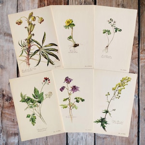 1954 SET of 6 Botanical Prints Vintage Floral Art Colorful Wildflower Prints Affordable Wall Art Cottagecore Print Flower Prints Wall Decor