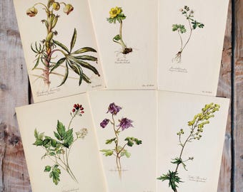 植物画 植物ポスター 6 花セット、植物画 野花、花の壁アート