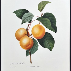 1980 Vintage Apricot Peach Print Botanical Artwork Fruit Illustration Redouté Wall Art Vintage Kitchen Decor Farmhouse Print Gift