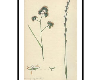 1799 Antique Hand Colored Flower Engraving Decor Vintage Botanical Print Original Floral Gallery Wall