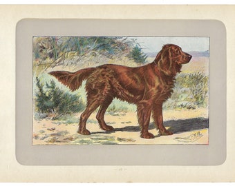 1907 GERMAN SPANIEL, hunting dog print, French dog lithograph, pet wall art, hunting decor, hunter gift